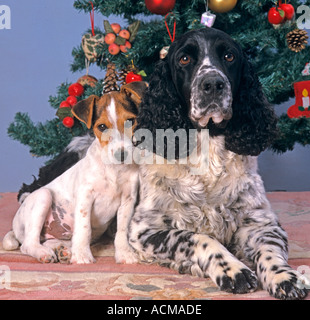 Englisch Springer Spaniel und Jack-Russell-Terrier zu Weihnachten Stockfoto