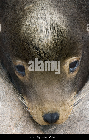 Kalifornische Seelöwe (Zalophus Californianus) Porträt des jungen Mannes, Monterey Bay, Kalifornien USA Stockfoto