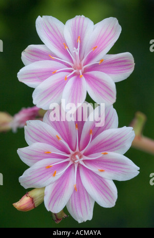 Blumen, Wild, (Lewisia Cotyledon), Siskiyou Mtns. OREGON Stockfoto