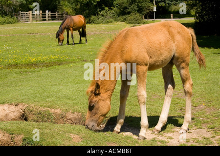 New Forest Ponys Fohlen und Erwachsener an Balmer Rasen Brockenhurst Stockfoto