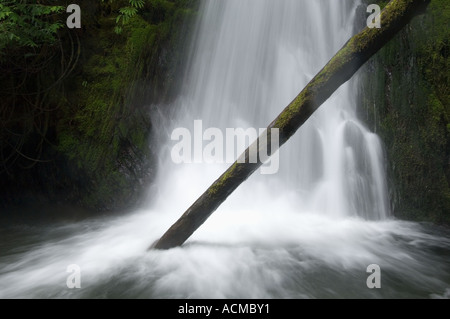 USA, Washington State, Olympic National Park, Wald Wasserfall im Frühling Stockfoto