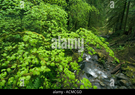 USA, Washington, Olympic National Park, Soleduck Tal, Rebe Ahorn im Frühjahr (Acer Circinatum) Stockfoto