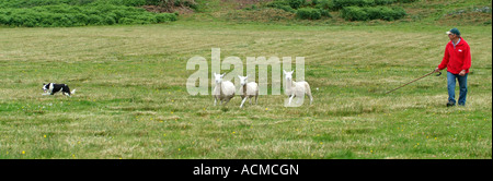 Sheepdog Trials bei Gairloch, Ross-Shire, Nord-West-Schottland, Sommer 2007 Stockfoto