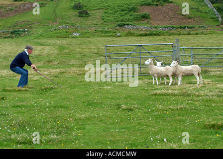 Sheepdog Trials in Gairloch, Ross-Shire, North West Schottland, Stockfoto