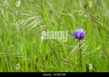 Blau – Eyed Grass (Sisyrinchium Bellum) Blume auf Wiese, Salinas County, Kalifornien Stockfoto