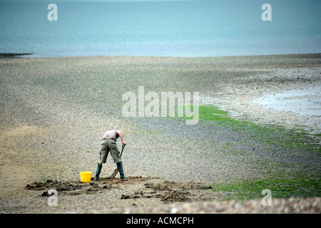 Mann auf der Suche nach Hetze Würmer am Strand bei Ebbe, Mersea Island Essex England UK Stockfoto