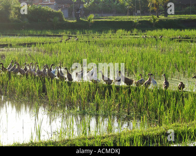 Reihe von Enten am Rande der Reisfelder Bali, Indonesien. Stockfoto