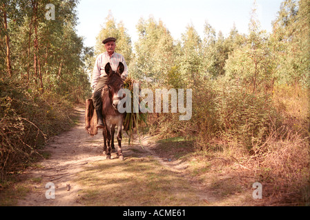 Ältere Mann reitet seinen Esel tragen Hafer aus den Feldern in der Nähe von einem kleinen ländlichen Dorf im Südwesten der Türkei Akyaka... Stockfoto