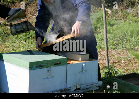 Imker Biene Meister Halter Mönch Berg Athos das Land Kanaan Christentum orthodoxe Religion alte Erbe sicher weiß St George Zograph Stockfoto