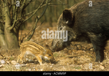 Wildschwein - Bache mit Shoat / Sus Scrofa Stockfoto