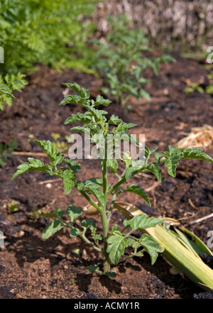 eine kleine Tomatenpflanze wächst im Gemüsegarten Stockfoto