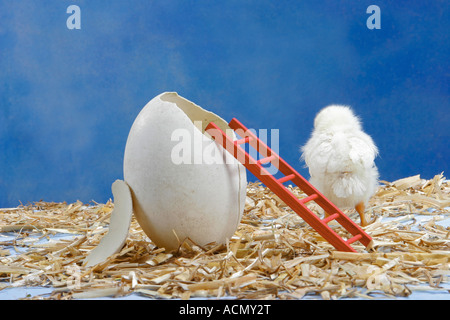 Küken neben dem Ei - von hinten Stockfoto