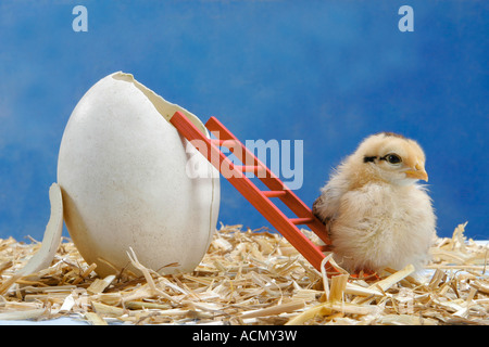 Küken auf Leiter neben Ei Stockfoto