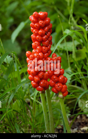 Cuckoo Pint oder Lords und Ladies Arum Maculatum drei Ähren mit roten Beeren Stockfoto