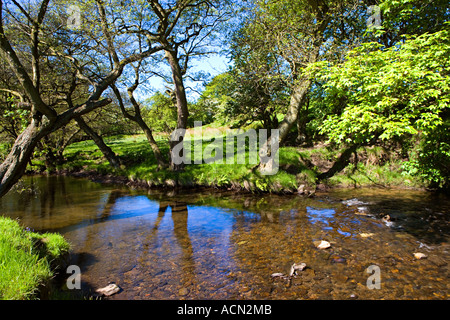 Der Fluss Noe fließt durch Bäume am Fuße des Berges 'Mam Tor', Edale "Peak District" Derbyshire England UK Stockfoto