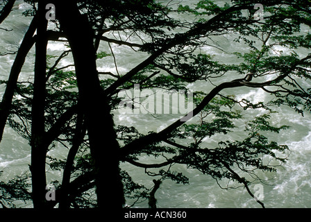 Stromschnellen hinter einem Schirm der Äste im Stil eines japanischen Kalligraphie Gemäldes Chalten Patagonien Argentinien Stockfoto