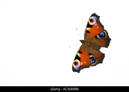 Aglais Io. Tagpfauenauge auf weißem Hintergrund Stockfoto