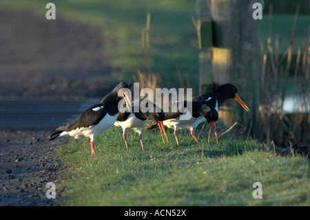 Eurasischen Austernfischer Haematopus Ostralegus Erwachsene Kent England März anzeigen Stockfoto