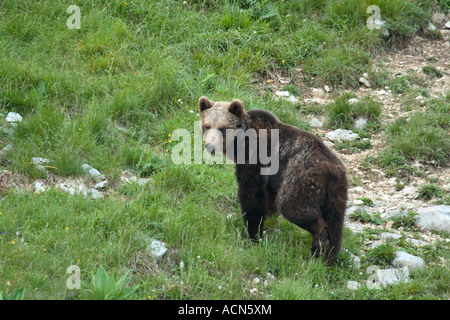 Wilde Braunbären auf der Lichtung am Sneznik Plateau im südlichen Slowenisch Stockfoto