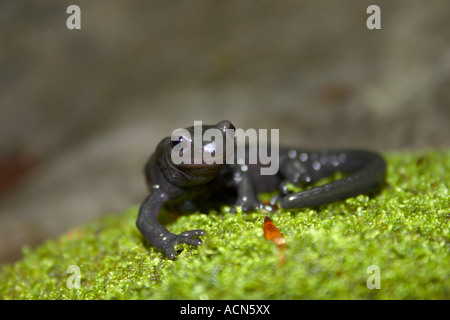 Alpensalamander auf Moos im Dinarischen Wald in Gorski Kotar, Nordkroatien Stockfoto