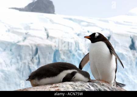 Antarktis Gentoo Penguin Erwachsenen- und Küken in der Stockfoto