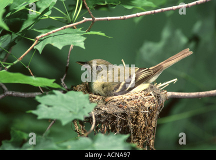 Acadian Flycatcher auf Nest Stockfoto