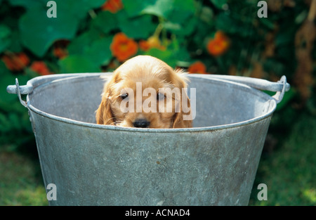 Goldene Cocker Spaniel Welpen Stockfoto