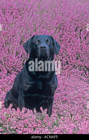 Schwarzer Labrador sitzen in Heather Stockfoto