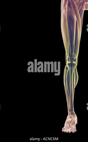 Die Muskeln der unteren Gliedmaßen Stockfoto