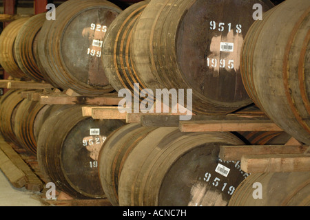 Whisky-Fässer im Keller Stockfoto