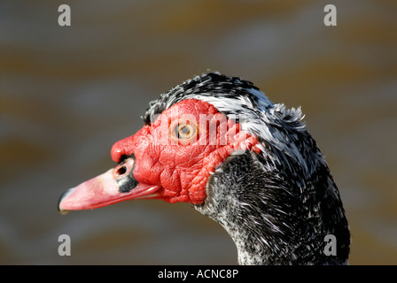 Barbarie-Ente Cairina moschata Stockfoto