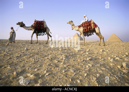 Geographie / Reisen, Ägypten, Menschen, Ureinwohner mit Kamel vor den Pyramiden von Gizeh, Nord-Afrika, Pyramide, native, Ägypten Stockfoto