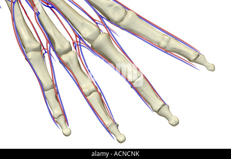 Das Blut-Versorgungsmaterial der Finger Stockfoto