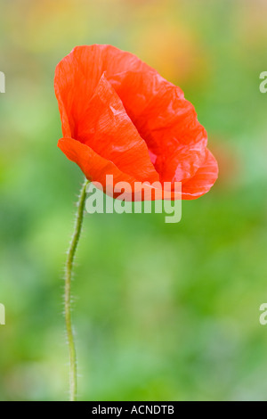 Einzelne Mohn mit sanft verschwommenen Hintergrund Stockfoto