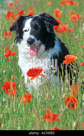 Border-Collie-Porträt Stockfoto