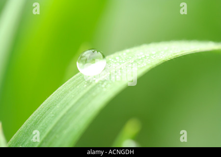 Tröpfchen auf Rasen Stockfoto