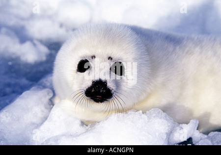 Harp Seal Pup auf Eis fließt im St.-Lorenz-Golf Kanada Nordamerika Stockfoto