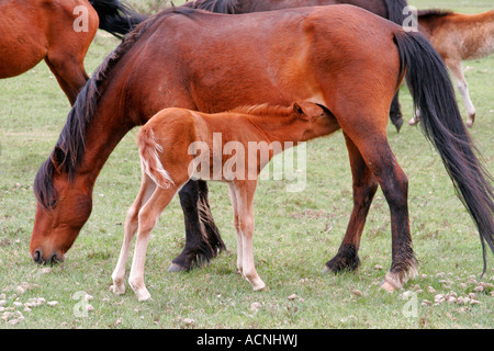 New Forest Pony Fohlen Spanferkel auf Beweidung Stute New Forest Nationalpark Hampshire england Stockfoto