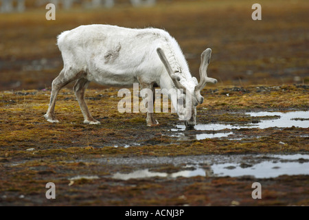 Svalbard-Rentiere Rangifer Tarandus Platyrhynchus Carabou Fütterung auf die arktische Tundra im Norden Spitzbergen Arktis Stockfoto