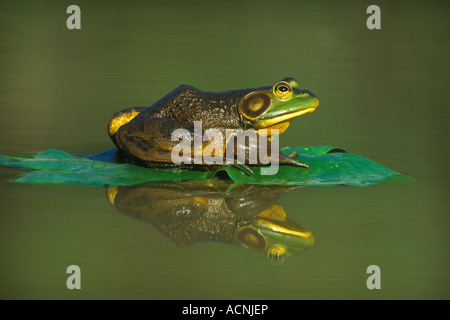 Bullfrog auf Seerosenblatt Rana Catesbeiana Osten der Vereinigten Staaten Stockfoto