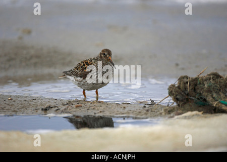 Lila Strandläufer Calidris Maritima stehen auf dem Eis im Norden Spitzbergen The Arctic Stockfoto