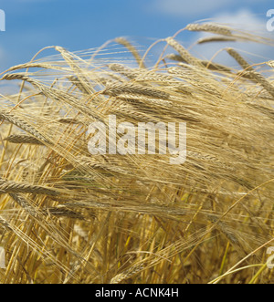 Reife Ähren goldene Gerste gegen einen blauen Sommerhimmel Stockfoto