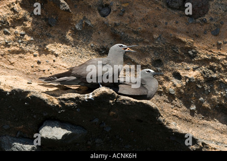 Zwei braune Schlankschnabelnoddies ruhen auf Galapagos Lavastein Stockfoto