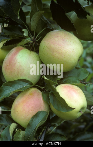 Reife grüne und rote Äpfel auf dem Baum in einer Vielzahl Zucht Testversion Stockfoto