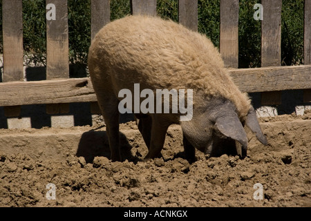 Wollige blonde Mangalica-Schwein Stockfoto