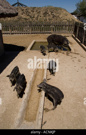 Familie Gruppe von Schwalbe bellied ungarischen wollig Schweine Stockfoto