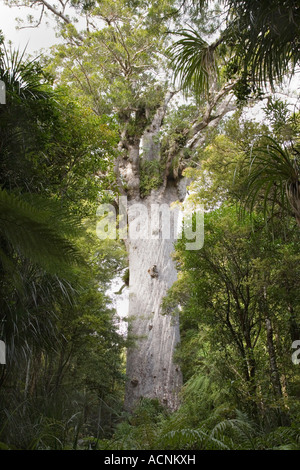 Tane Mahuta Kauri Baum Agathis Australis in original alten subtropischen Regenwald Waipoua Forest Northland North Island Stockfoto