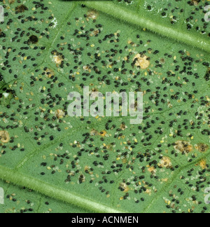 Glasshouse Mottenschildläuse Trialeurodes Vaporariorum schwarze Larven parasitiert von Encarsia formosa Stockfoto