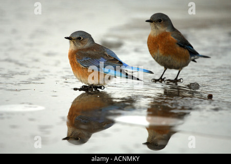 Westlichen Bluebirds (Sialia Mexicana) Stockfoto