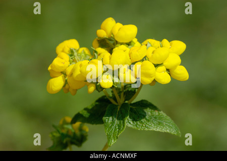 Slipper-Blume Stockfoto